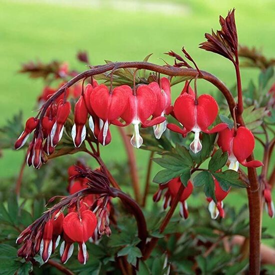 Dicentra spectabilis Valentine- lauztā sirds